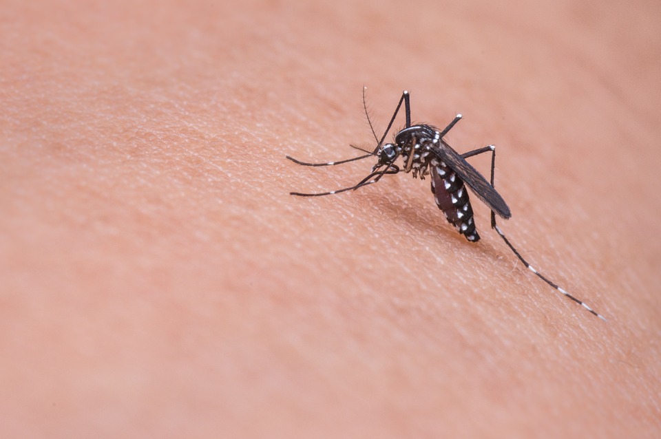 Malattie da vettori vecchie, nuove, emergenti: da West Nile a Chikungunya, passando per Borrelia miyamotoi