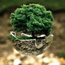 albero, proteggere