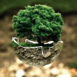 albero, proteggere