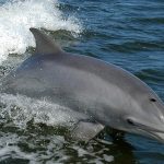 Tursiops-truncatus