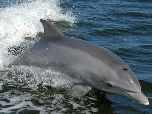 Tursiops-truncatus