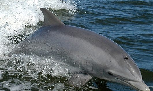 Tursiops-truncatus