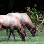 wapiti