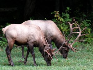 wapiti