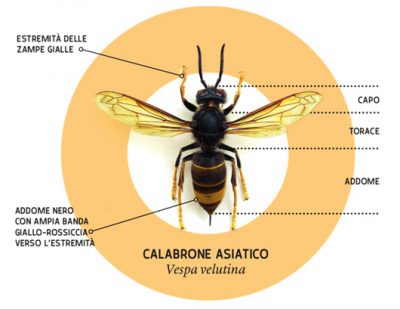 Vespa Velutina