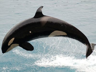 Orca