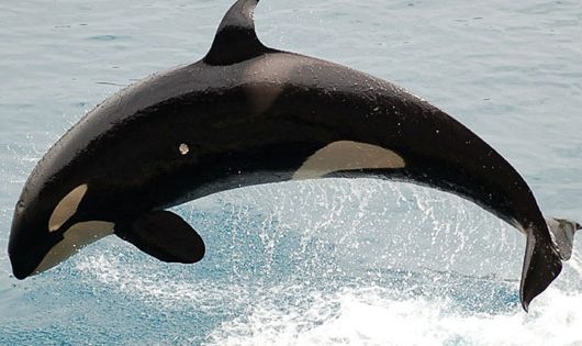 Orca