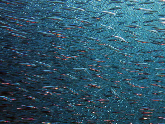 Intelligenza artificiale per contare i pesci del mare