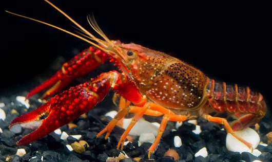 gambero rosso della Louisiana