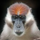 Cercocebus torquatus