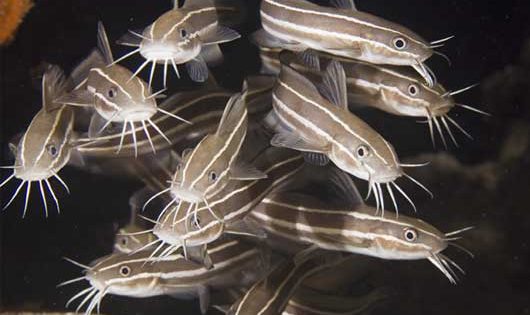 Plotosus lineatus