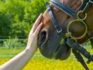 Interventi assistiti con gli animali