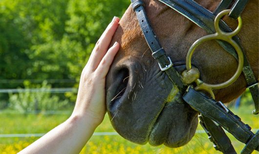 Interventi assistiti con gli animali