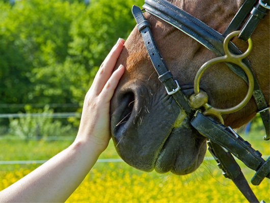 Interventi assistiti con gli animali