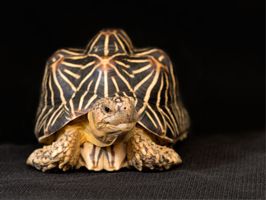 Geochelone elegans