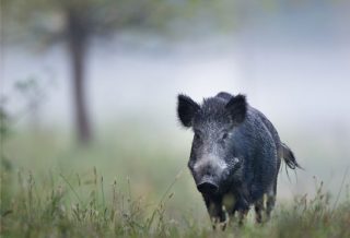 cinghiale